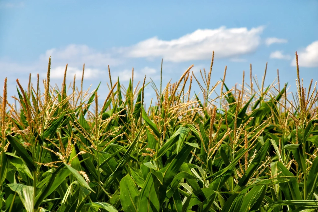 corn-65304_1920