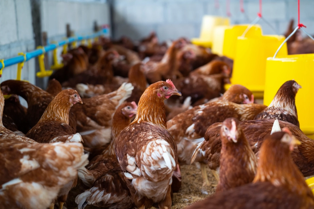 poulets-bruns-ferme