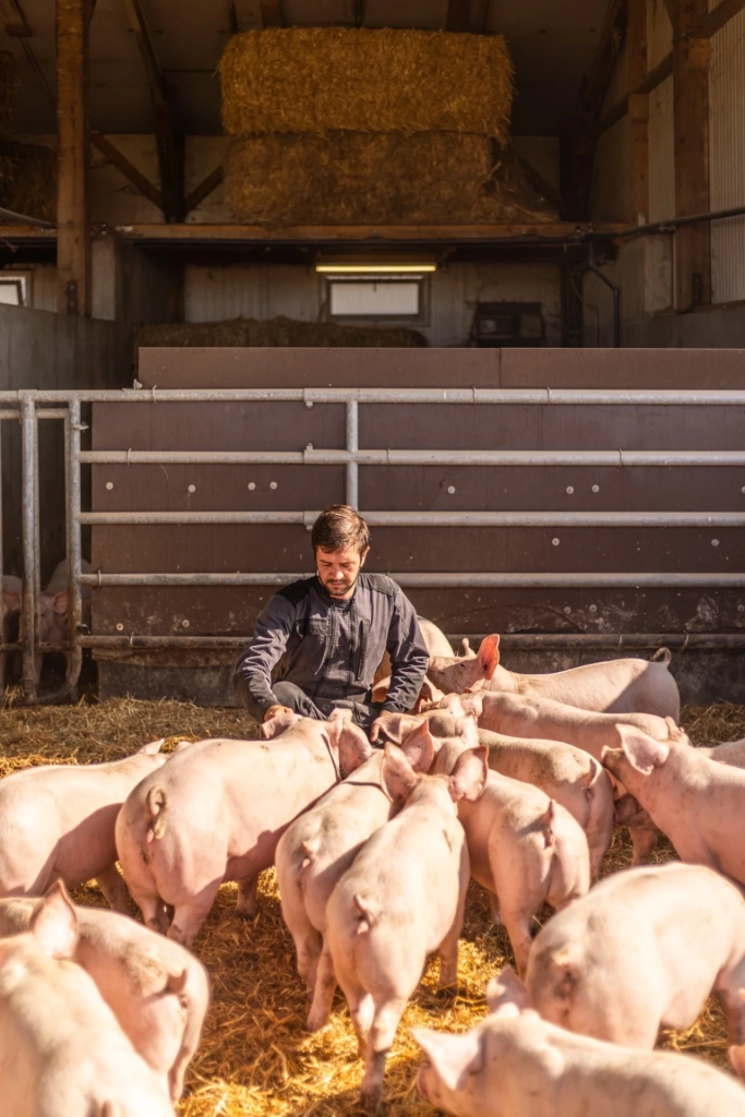 Éleveur au milieu de ses porcs