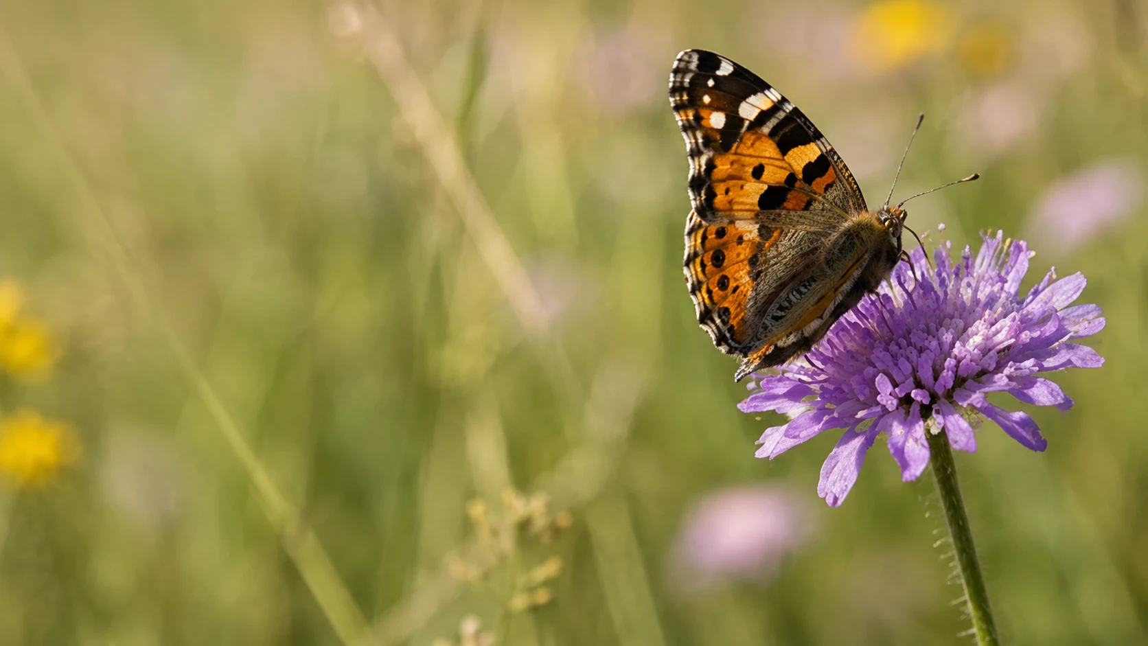 Un papillon orange et noir posé sur une fleur violette dans une prairie.